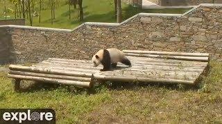 Panda Rolls down Hill (hilarious!)