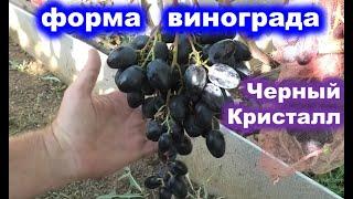 Обзор винограда ГФ Калугина В. Черный Кристалл