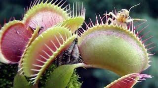 Deadly Plants - Killer Meat Eating Plants! #VenusFlytrap #PitcherPlant #Sundew