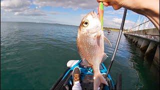 Geelong Waterfront PINKY SNAPPER MADNESS (Fishing ep34)