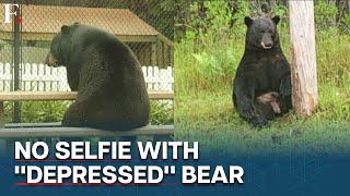 US: Florida Police Warn Against Selfie With Bear Over His Mental Health Crisis