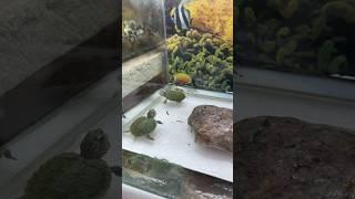 Turtles  k liye food leliya #turtule #redearedsliderturtle #turtule #petsvlog #petfish #mollyfish