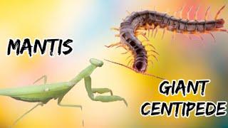 giant centipede vs mantis