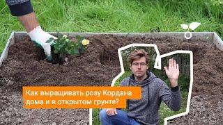 Как выращивать розу Кордана дома и в открытом грунте?