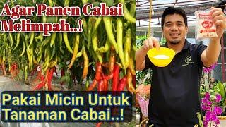 Cara Mudah agar cabai berbuah lebat, Micin Untuk cabai, Pupuk micin untuk tanaman Cabai,