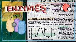 Introduction to Enzymes: How Enzymes Efficiently Function to Speed Up Biochemical Reactions