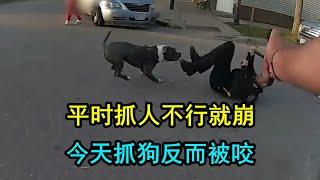 好几名警察搞不定恶狗，最后只能将它给安乐了