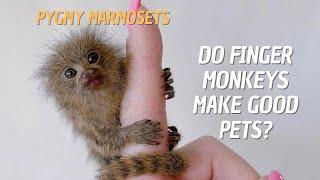 Can Pygmy Marmosets be Pets?  Do Finger Monkeys Make Good Pets? 