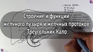 Анатомия желчного пузыря, желчных протоков и треугольника Кало - meduniver.com