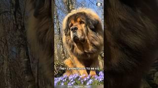 Tibetan Mastiff  The King Of Fluffy Giants!