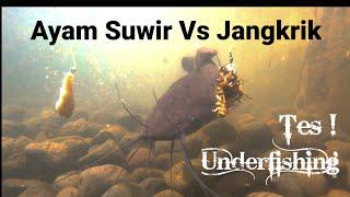 Tes Umpan Lele Ayam Suwir Viral Vs Jangkrik | underfishing