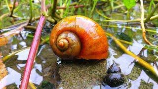 HUNTING SNAILS! Berburu Keong Mas Atau Sering Disebut Keong Sawah [Keong Bekicot Siput & Kelomang]