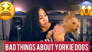 12 BAD THINGS ABOUT YORKIES - MUST WATCH!!