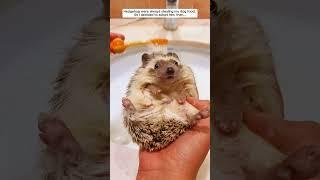 This woman adopted a hedgehog in her garden and then #hedgehog #babyhedgehog #short