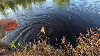 ТАКОЙ ТРОФЕЙНОЙ РЫБАЛКИ ДАВНО У НАС НЕ БЫЛО, КРОКОДИЛЫ КЛЕВАЛИ И ДАЖЕ ЦАРЬ РЫБА ПОПАЛАСЬ)!