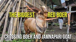 The Biggest Boer Goat | John Bogel Billy Goat