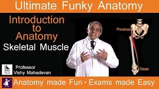 Introduction to Anatomy Skeletal Muscles.  Anatomy made Fun.  Exams made easy!