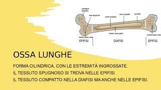 STRUTTURA dell'OSSO, TIPI DI OSSA e MIDOLLO OSSEO