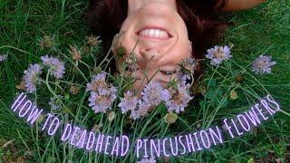 How to Deadhead Pincushion Flowers️ Video Tutorial • Growing Home Gardening