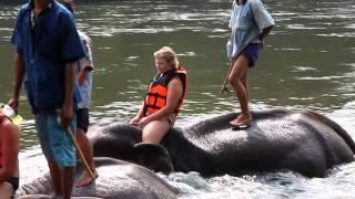 Thailand. Bathing with elephants.MOV