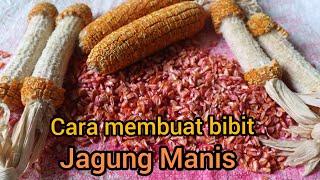 Cara membuat bibit/benih jagung manis Bonanza olah sendiri