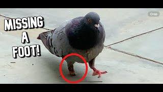 The Legend of the One Legged Pigeon of DC