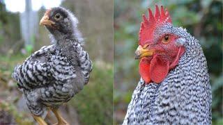 From Amrock Chick to Adult Rooster | Timelapse Chicken Transformation