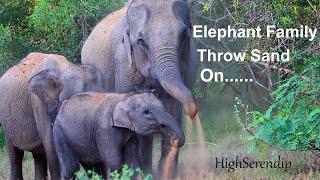 【Elephant in Yala】Elephant family throw sand on……