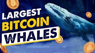 Bitcoin Billionaires! Who are the Largest Bitcoin Whales