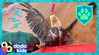 How Will Rescuers Save This Eagle? | Dodo Kids | Rescued!