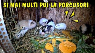 S-a mărit din nou familia de porcușori - Câți sunt în total?