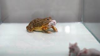 How many mice can my African Bullfrog eat. Warning Live Feeding.