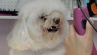 Toy Poodle gets angry at his groomer