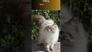 Top 10 giống Mèo lông dài đẹp nhất #top10  animals #pets #cuteanimal