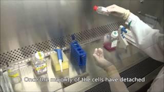 Subculturing HEp-2 cells