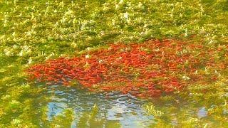 Masih merah!! bukan pemancing kalau gak tergoda lihat ini