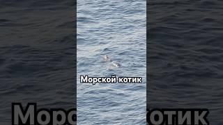 Морской котик: жизнь в мире без людей