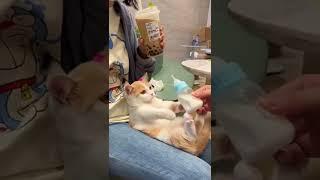 cat drinking milk very cute cat    #mybloopers