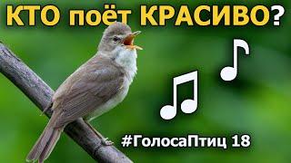 Какие птицы красиво поют? #ГолосаПтиц 18