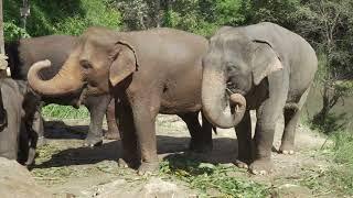 #Футаж слоны отдыхают ◄4K•HD► #Footage elephants are resting