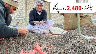 Pine Nuts Harvesting | Cheapest Pine Nuts | Chilgoza Kese Nikalta Hai | Chilgoza Per KG Price 2480