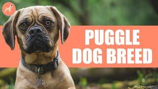 Puggle Dog Breed: Owner's Guide, Info, Pictures, Care & More!