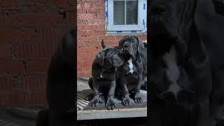 Black Cane Corso Puppies