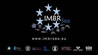 IMBRSea Promo Teaser - Apply now!