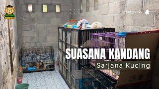 Review Kandang Kucing | Kamar Kucing | Catroom Sederhana