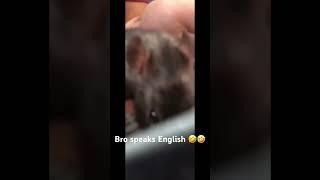 Bro speaks English 