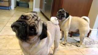 Howling Pugs