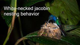 White-necked jacobin hummingbird nesting and feeding chicks