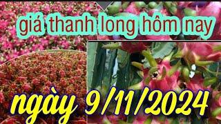 giá thanh long hôm nay ngày 9/11/2024