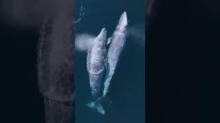 Most beautiful filing of the world  blue whale fish or उसका बच्चा#shorts #bluewhale #viral#tranding